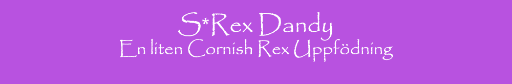 Header: S*Rex Dandy - Utställnignsresultat